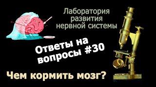 Чем кормить мозг?