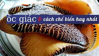 Ốc Giác khủng, và cách chế biến đẳng cấp, ĐẠI GIA CHÂN ĐẤT phan thiết