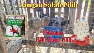 Review Pakan Ayam Voer 591 dan 511 | Jangan SALAH Gunakan