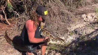 Python hunter captures massive snake in Everglades