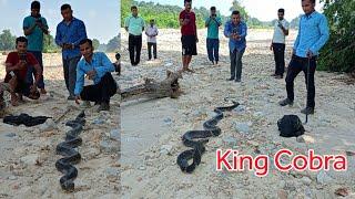   World Big King cobra snake rescue in Nepal नेपाल को सबै भन्दा ठूलो किंग कोब्रा सर्प भेटियो