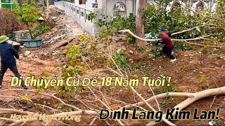 Toàn Cảnh quá trình cắt cây di chuyển cụ Bồ Đề ở Đình Kim Lan | Nguyễn Ngọc Phóng