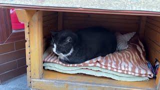 Stray cat named Gacek becoming a top tourist destination in Poland