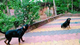 See How my Rottweiler Follows my Short Command at 6.30 am to go In Cage