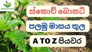 Scotch bonnet pepper cultivation progress for one month |Ceylon Survival