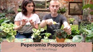 Peperomia Overview and Propagation with Nick Pileggi