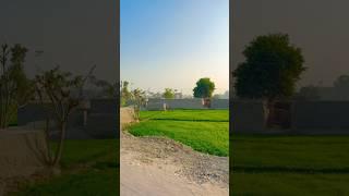 Real Simple Village Life in Punjab Pakistan #shorts