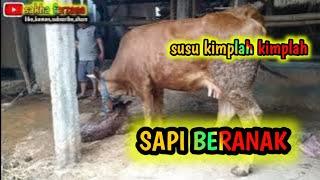 SAPI BERANAK