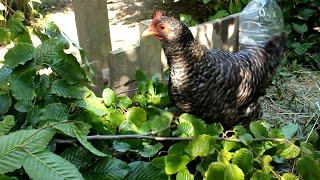 Free Organic Poultry Food - Tree Fodder From Hedges. Forraje de hoja. Feuilles poules