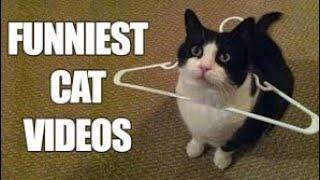 Funniest Cats  - Don't try hold back laughter -  Funny cats life