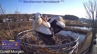 2025 03 05 Storchennest Heroldsbach, Guten Morgen,️ der 2. ist endlich da, es geht gleich zur Sache