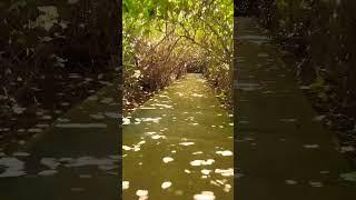 Riding in the jungle! #bicycle #riding #beach