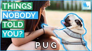 Things Nobody Told You About Owning a Pug? - Vet Dr Alex