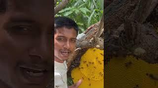  honey men rj ️ #madhumakhi #bee #honey #honeybee #beehive #viral #funny #beelover #beekeepers