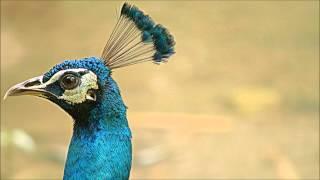 Indian peafowl - Blauwe Pauw - ( Close - up )