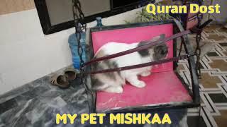 My Pet Mishkaa, a yellow eyes Persian female.