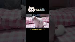 小家伙知道心疼哥哥了#猫 #萌宠出道计划 #剧情#感动