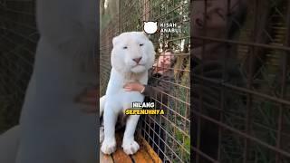 Mengurus Harimau Putih Albino ‼️ #harimau #tiger