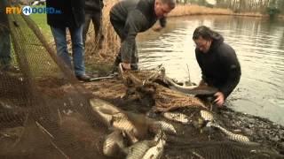 Vissen uit vijver verpleeghuis verhuisd - RTV Noord