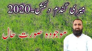 Dilkash-20 Early Sown Wheat Crop Condition || Bilal Kanju Official