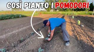 TRAPIANTARE i POMODORI: il metodo dei solchi!