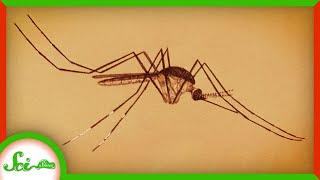 The Mosquito That Doesn’t Bite You, Even Though It Could