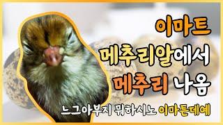 메추리알에서 메추리 오남매 나옴. 다이소 알부화기 1부