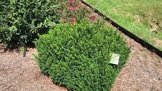 Boxwood Sprinter | gardencrossings.com