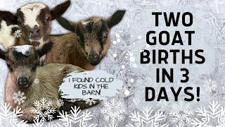 UH OH! I FOUND THESE BABY GOATS IN THE BARN ON A COLD WINTER MORNING! (GRAPHIC Full Goat Birth Vlog)