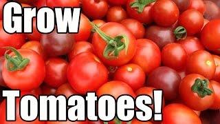 How to Grow Tomatoes from Seed to Harvest (The OYR Way to Early Harvests & Larger Yields)