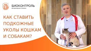  Как правильно делать подкожный укол кошке и собаке? Подкожный укол кошке и собаке. 18+