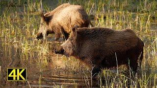 Wildschweinrotte im Schilf / Frischlinge (wild boar sounder in the reeds) 4K