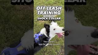 Off Leash Training Without a Shock Collar #dogtraining #dogtrainer #offleash #leashpulling #puppy