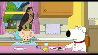 Peter's Pet Falcon - Family Guy