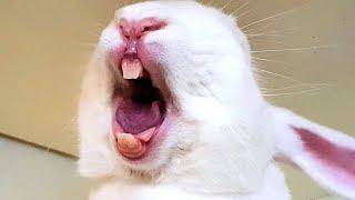 Screaming Bunny Compilation!!! 
