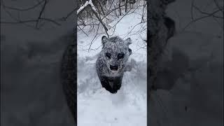 Snow leopard  #leopard #panther #cutecats