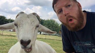 Funniest Goats | 30 Minutes 