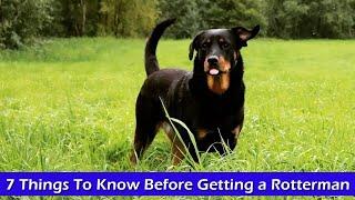 7 Things To Know Before Getting a Rotterman