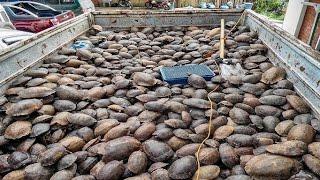 Raising Millions of Softshell Turtle for Meat- Softshell Turtle Farming and Harvesting Technique