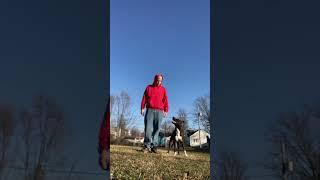 Work Your Dogs!