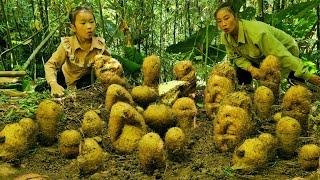 Another lucky day for me and my daughter - harvested a lot of yams and sold them al, Sweet potato