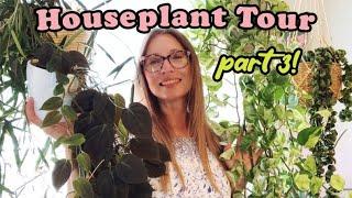 Houseplant Tour Summer 2023 | Part Three: Kitchen and Family Room | Hoyas, Syngonium and more!