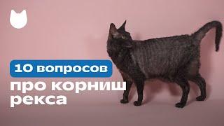 10 вопросов про корниш-рекса: характер корниша, отношение к хозяину и другим людям 