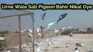 Urnay Waly Sab Kabutar Aj Bahir Nikal Diye || High Flyer Pigeon Gallery