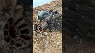 Rare footage GIANT bird eating tarantula! 