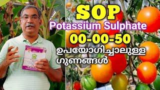 SOP ഉപയോഗിച്ചാലുള്ള ഗുണങ്ങൾ | Potassium Sulphate | 00-00-50 | Water Soluble Fertilizer use Malayalam