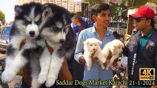 Saddar Biggest Dogs Market Karachi 21-1-24 Karachi صدر أكبر سوق للكلاب | कुत्तों का सबसे बड़ा बाज़ार