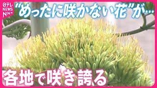 【幻の花】“数十年に1度”開花なのに…「リュウゼツラン」各地で咲き誇る