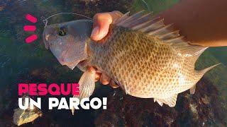 ¡Pesque un pargo!