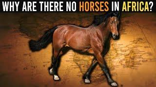 Why Are There No Horses in Africa?